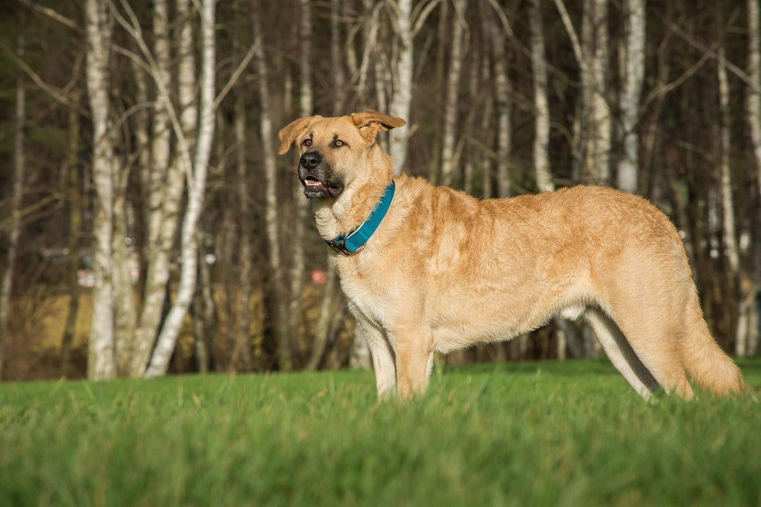 🐕 Collier anti-aboiement pour gros chien : guide complet 2025