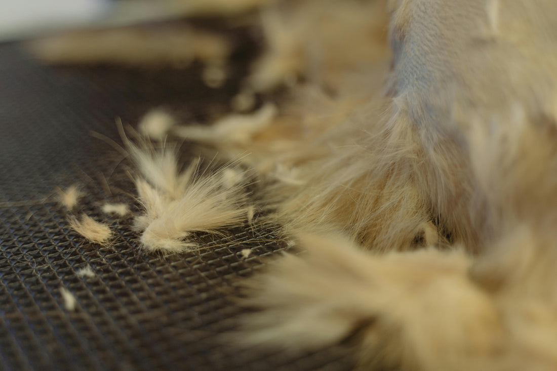 Gant anti-poils : la solution la plus efficace contre les poils de chien et de chat incrustés