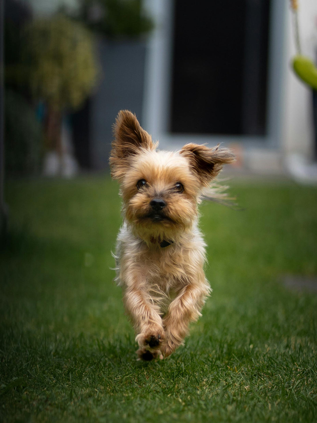 chien qui court collier anti aboiement petit chien