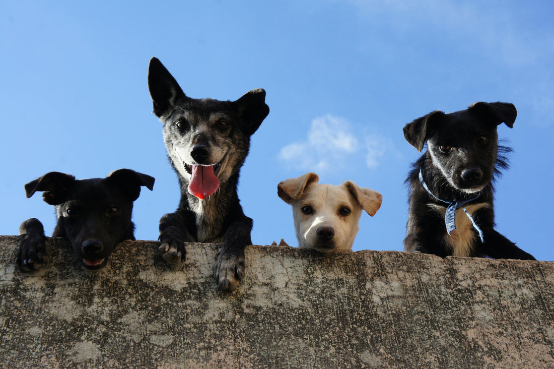 Un collier anti-aboiement est-il efficace pour tous les chiens ?