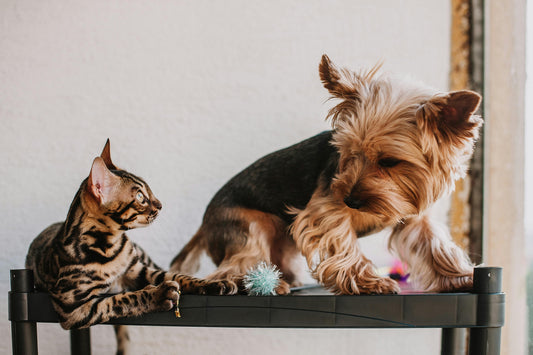 🐾 Comment enlever les poils de chien et chat efficacement (sans y passer des heures)