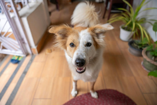 Chien qui aboie quand il est seul à la maison : causes, avis vétérinaires et solutions efficaces
