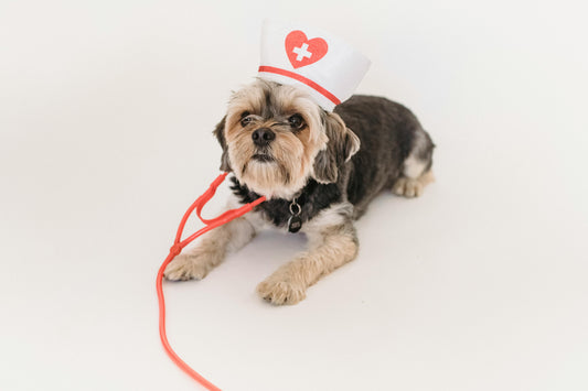 🐶 Collier anti-aboiement : que disent les vétérinaires ? (Avis 2026)