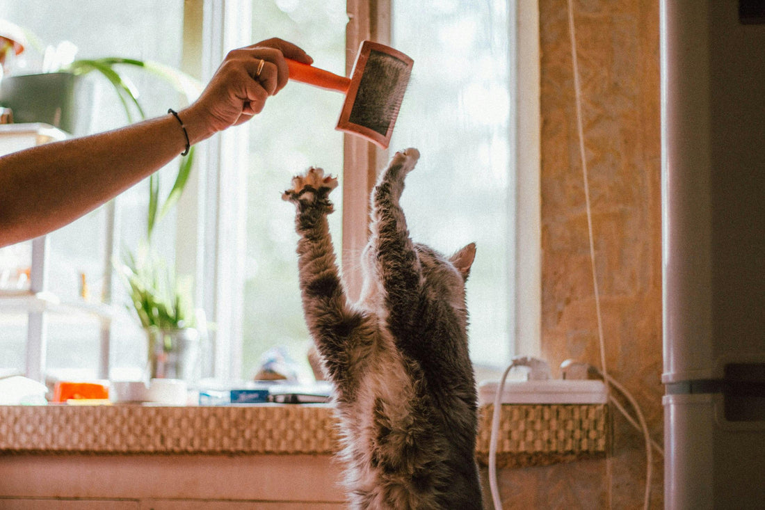 🐱 Mon chat déteste être brossé : comment faire sans le stresser ?