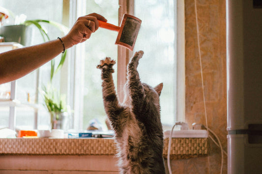 🐱 Mon chat déteste être brossé : comment faire sans le stresser ?