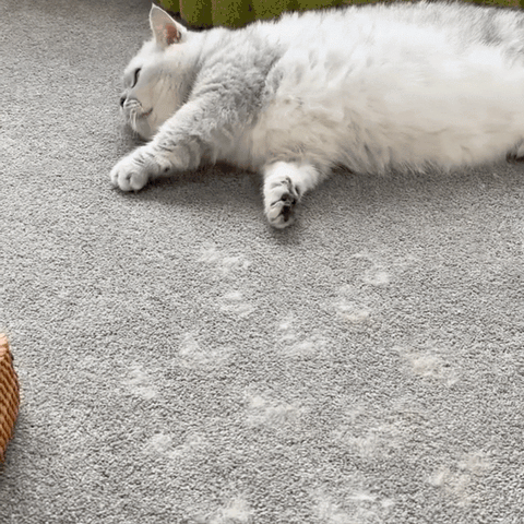 gant anti poil chat chien sur tapis